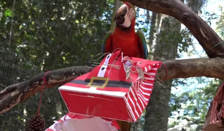 Animais do Parque das Aves, em Foz do Iguaçu, ganham “ceia de Natal”; veja as fotos
