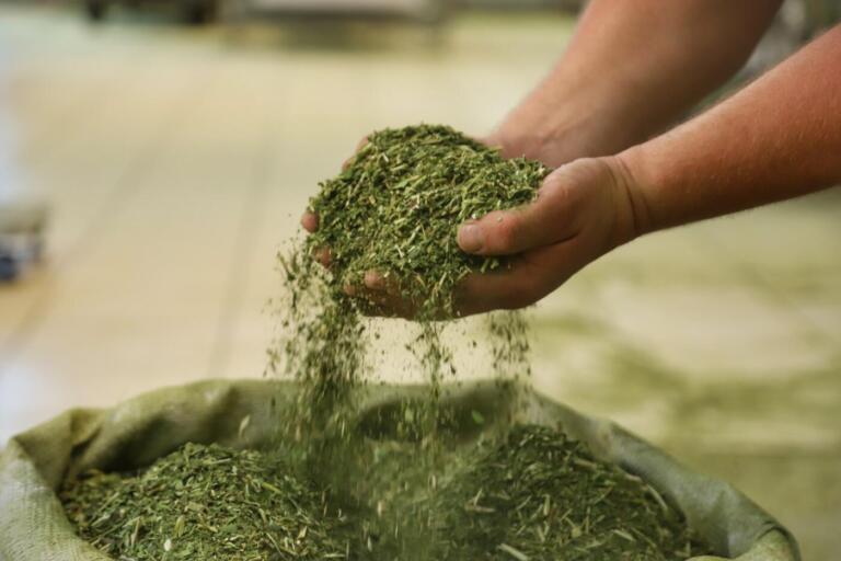 Com foco na competitividade no mercado nacional, Paraná reduz ICMS para erva-mate