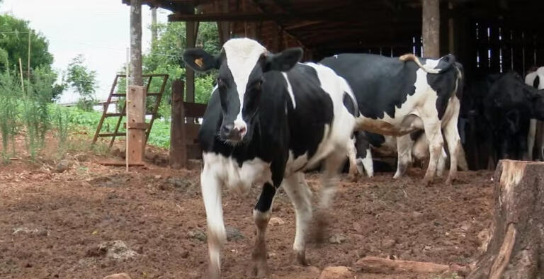 Adapar confirma caso de raiva bovina em Marechal Rondon