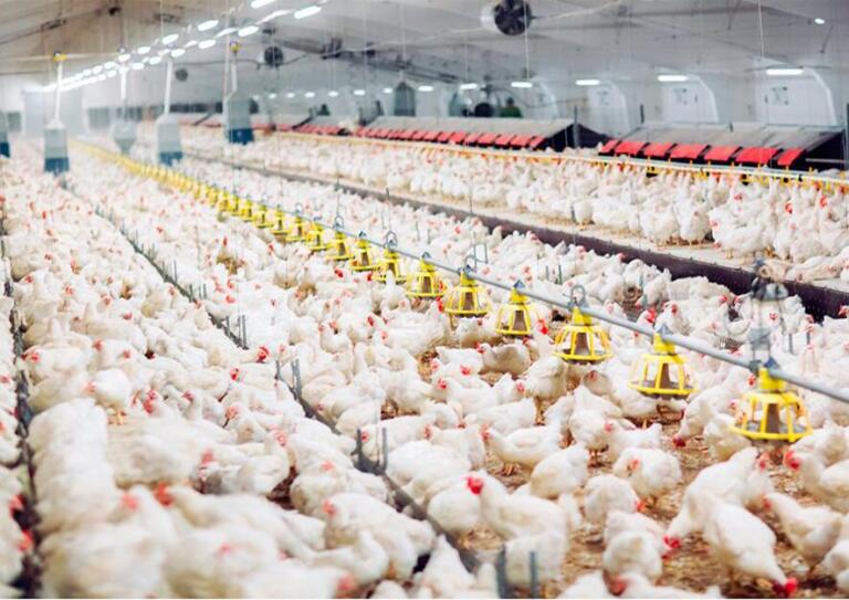 Avicultura paranaense reafirma seu papel de liderança no mercado global