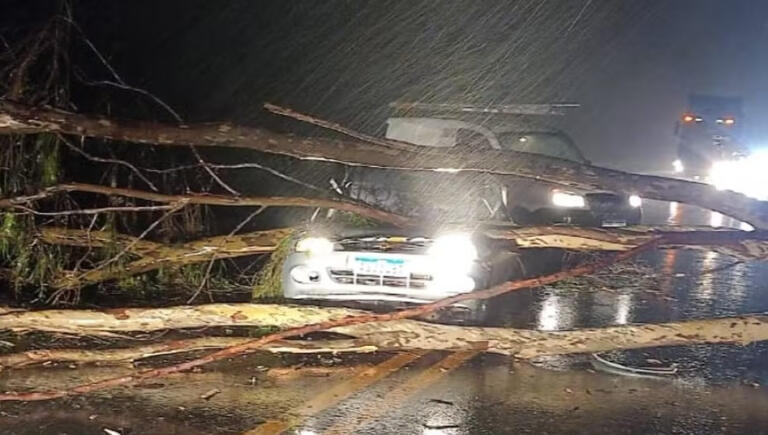 Família sobrevive após árvore cair em cima de carro no Paraná; bebê estava entre passageiros