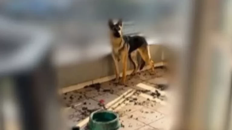 Homem é preso por maus-tratos a cachorro