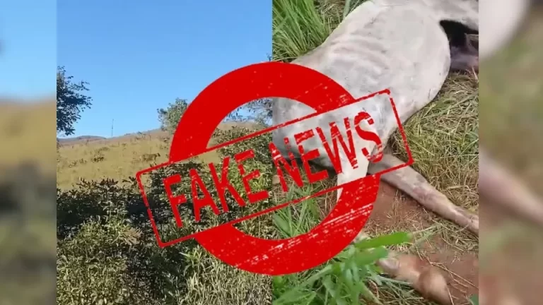 Fake: vídeos enganam moradores sobre ataques de onças na região Oeste