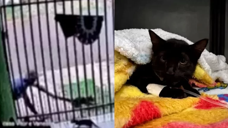 Homem que arremessou gato vai responder em liberdade