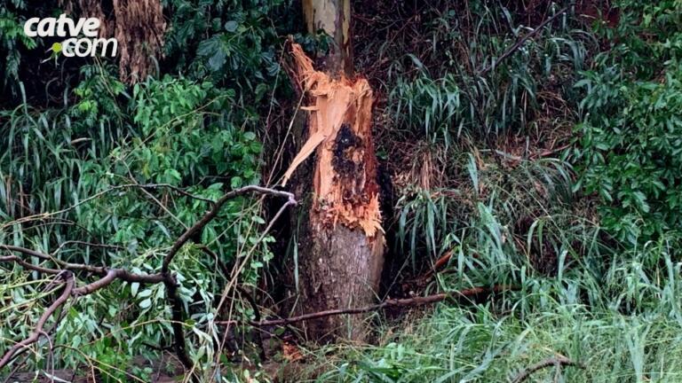 Árvore cai e interdita da BR-369 em Cascavel