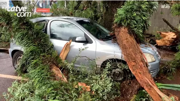 “O susto foi grande”, diz proprietária de Celta atingido por árvore no centro de Cascavel
