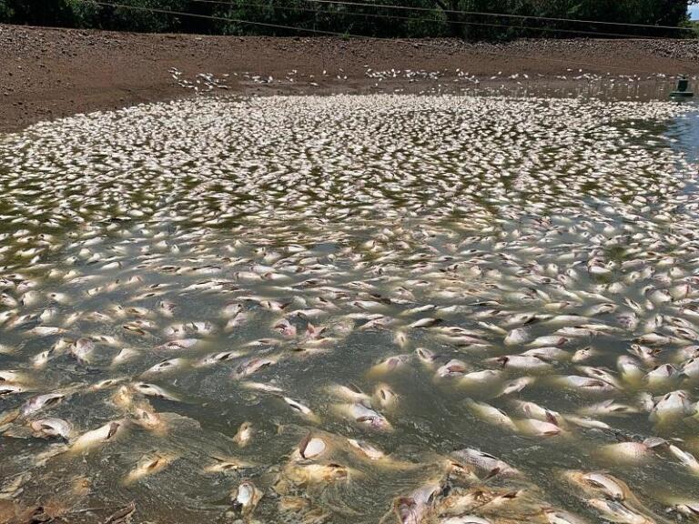 Morador de Nova Santa Rosa perde 25 toneladas de peixes