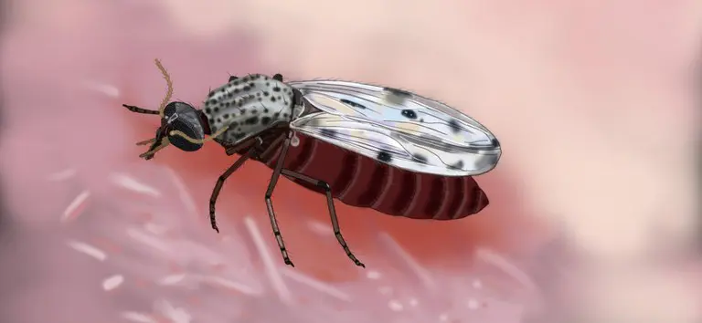 Ilustração inédita do mosquito transmissor de Oropouche é divulgada; ele não é parecido com o aedes