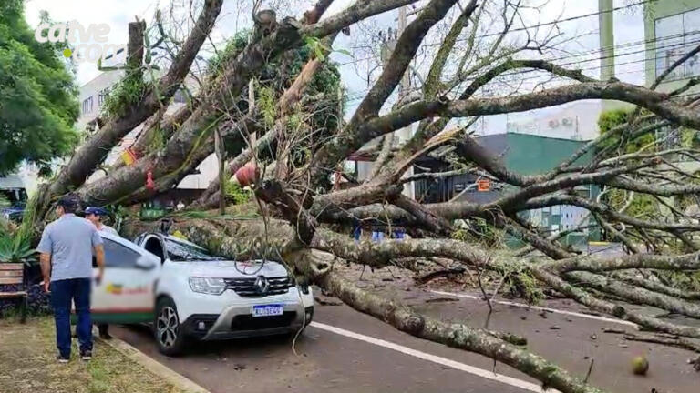 Árvore de grande porte cai em cima de carro na rua Santa Catarina