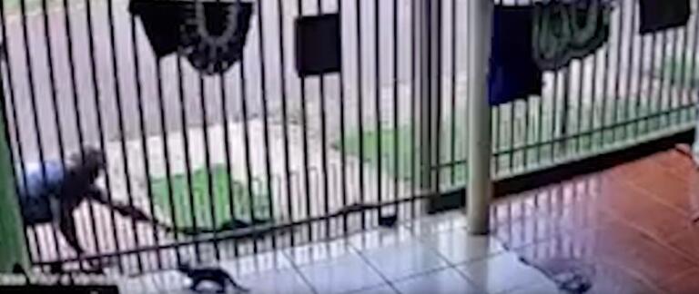 Homem pega gato pelo rabo e arremessa na rua; veja vídeo