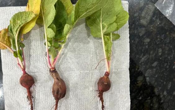 Pesquisadores paranaenses querem transformar cabelo humano em adubo