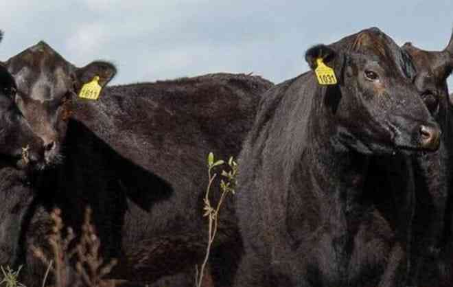 Show Rural Coopavel destacará genética e negócios na pecuária