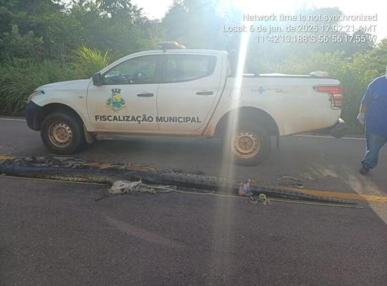 Sucuri grávida atropelada em estrada tinha mais de 100 filhotes; vigilância recolhe animais para exposição em museu