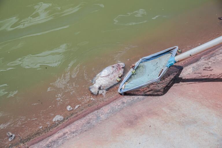 Mortandade de peixes no Lago Municipal de Guaíra mobiliza prefeitura