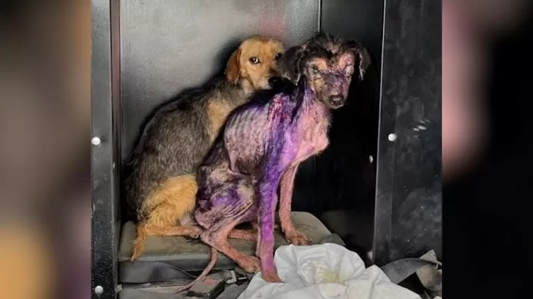 Mulher é presa em flagrante por maus-tratos a cachorros no Paraná