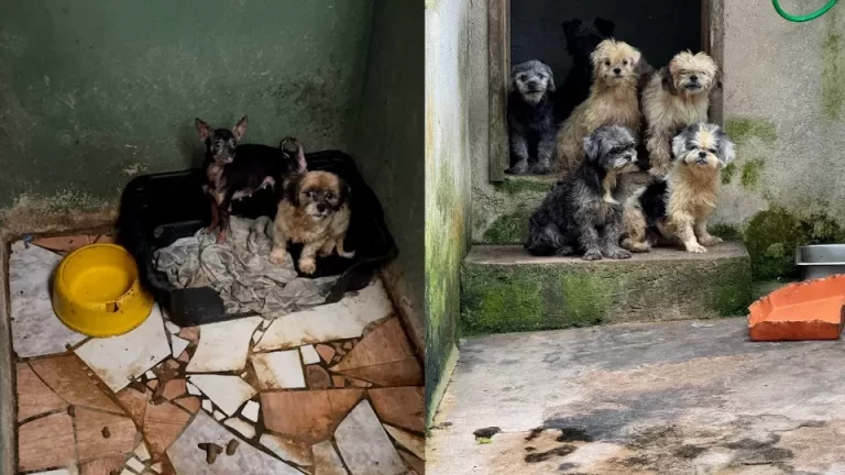 Mais de 130 cães são resgatados de canil em situação de maus-tratos no Paraná