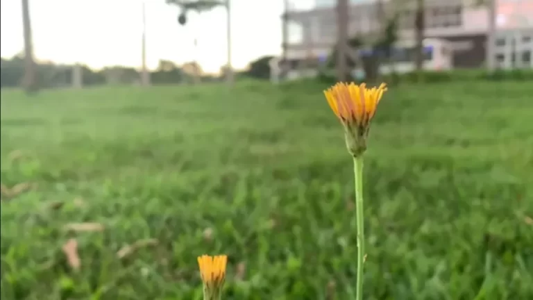 Calor predomina no Paraná, mas região oeste pode ter instabilidade isolada
