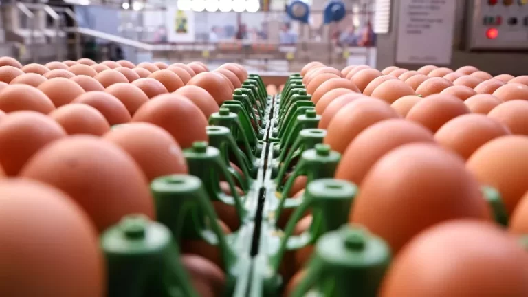 Paraná vai destruir 10 milhões de ovos férteis para conter gripe aviária