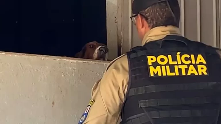 Latidos de cachorros vira caso de polícia em Cascavel