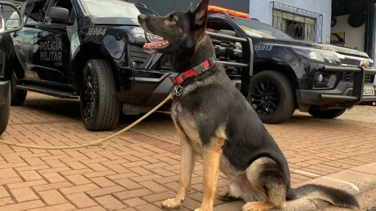 Operação Canisfortes combate crimes em Cascavel e em todo o Paraná