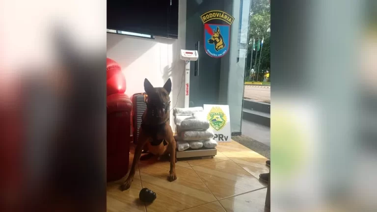 Cão policial Ethan identifica drogas durante operação em Cascavel