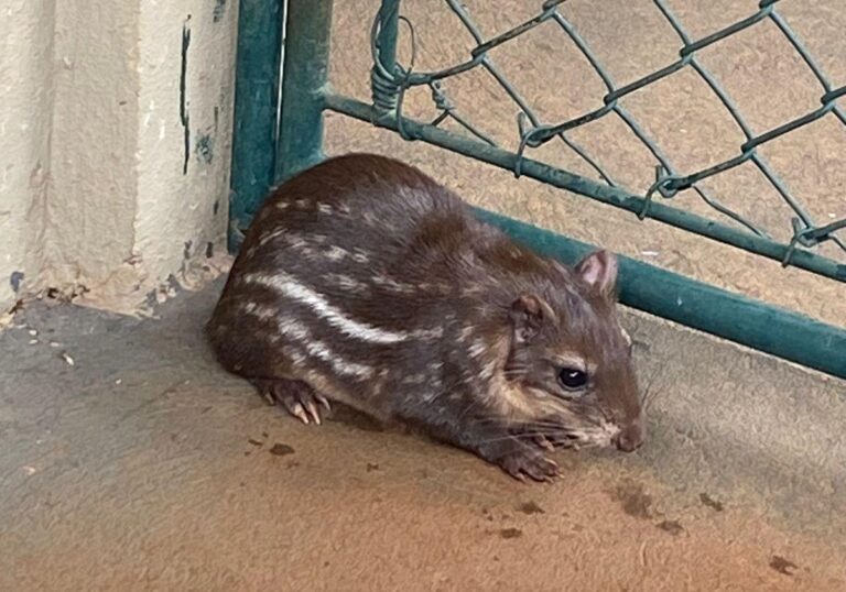 Filhote de paca nasce após intercâmbio de animais entre Klabin e Itaipu