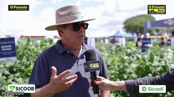 Embrapa apresenta cultivares icônicas para contar trajetória de 100 anos da soja no Brasil