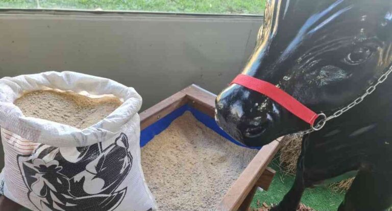 Fábrica de Rações da Coopavel lança ração para bovinos de corte