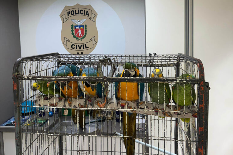 PCPR resgata araras e papagaios vítimas do tráfico de animais em Curitiba