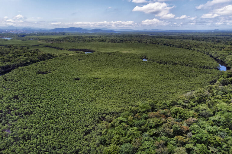 Queda no desmatamento: confira as regiões do Paraná que mais se destacaram em 2024