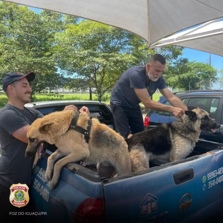 Durante tentativa de furto criminosos deixam portão da casa aberto após se depararem com cachorros da raça Pastor Alemão