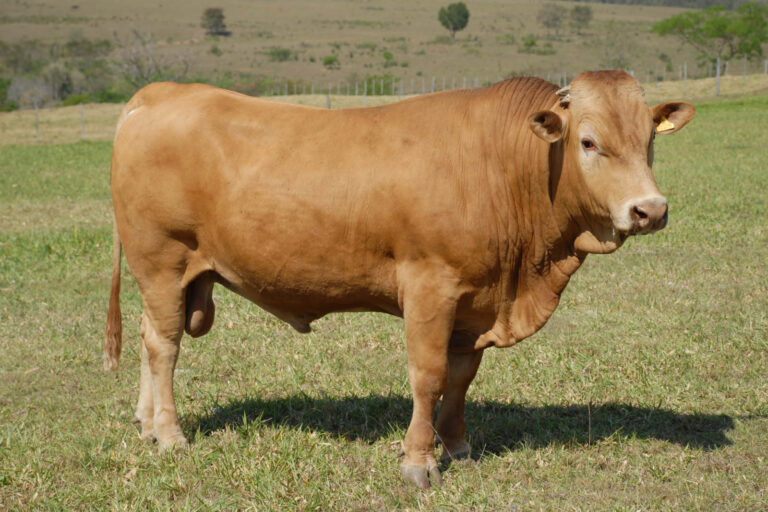 Purunã: raça de gado paranaense será destaque mais uma vez no Show Rural