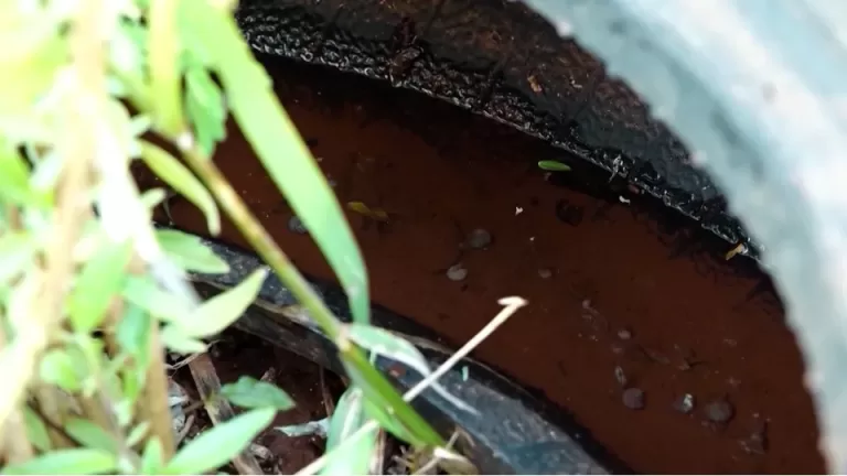 Cascavel tem 35 casos de dengue e 633 de febre chikungunya