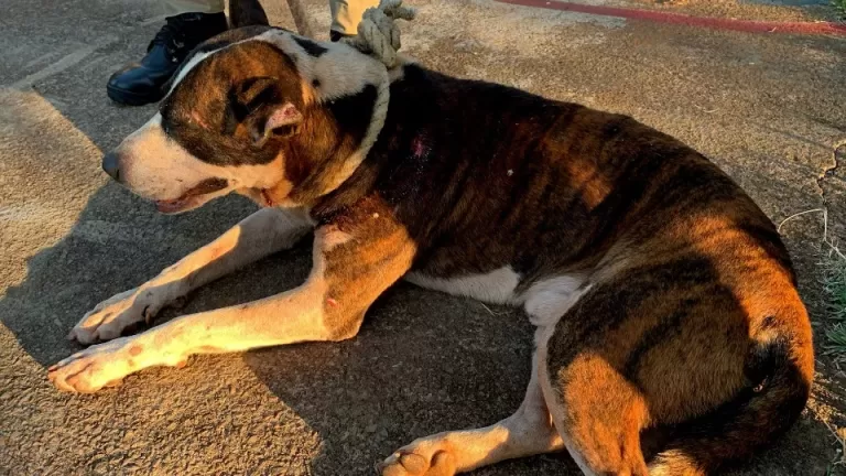 Homem é detido por cortar orelha de cachorro com facão