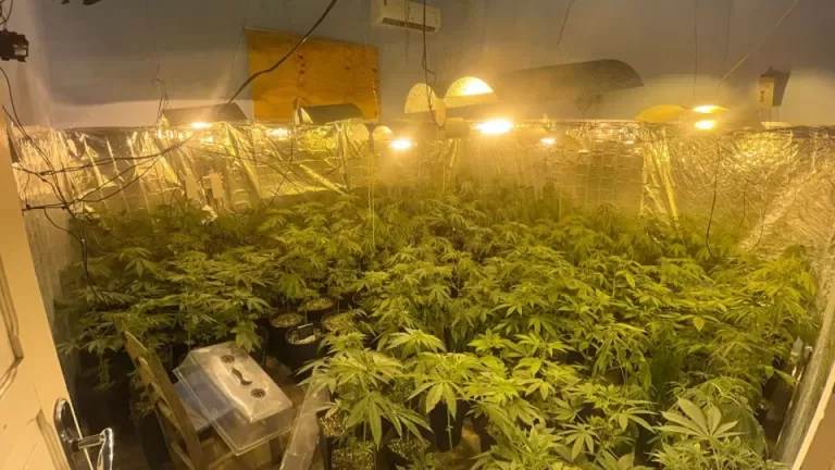 Polícia Militar localiza estufa com 415 pés de maconha