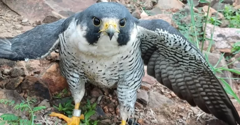 Conheça o falcão peregrino que voou dos Estados Unidos até Nova Santa Rosa, no Oeste do Paraná