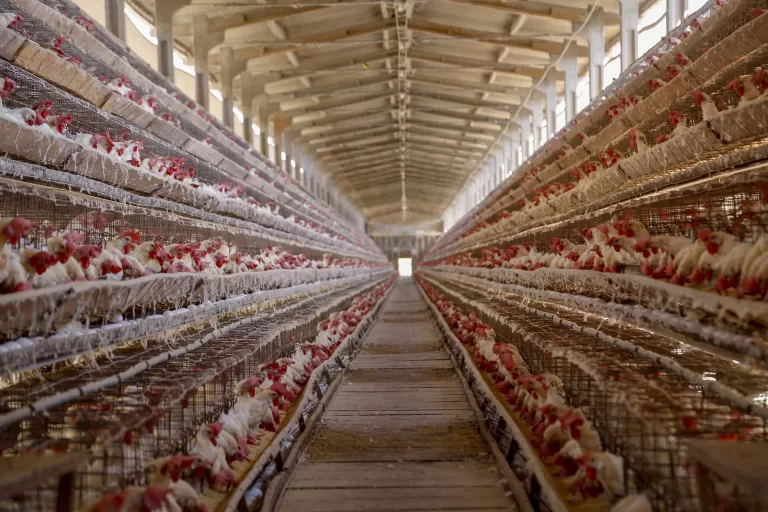 Guerra comercial entre EUA e China favorece exportação da carne de frango brasileira