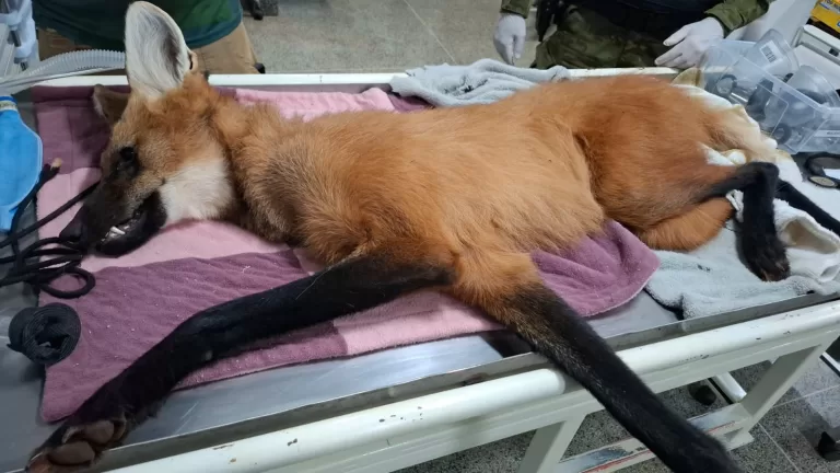 Refúgio Biológico da Itaipu presta atendimento a lobo-guará resgatado em área urbana