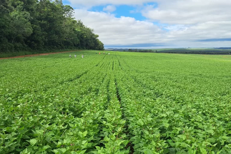 IDR-Paraná lança nesta semana cultivar de feijão de alto potencial produtivo