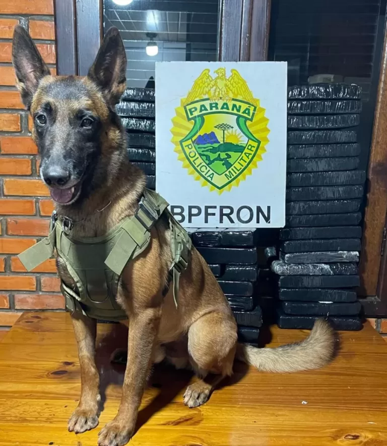 Cão encontra droga e jovem de 18 anos é presa com mais de 40 quilos de maconha em Palotina