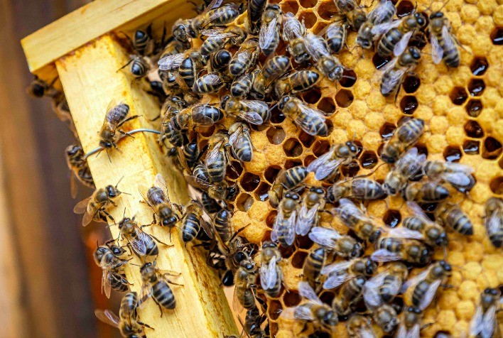 Abelhas são mortas por envenenamento no interior de Pato Bragado