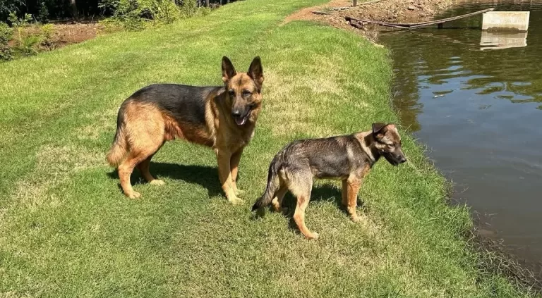 Cães são encontrados mortos por possível envenenamento no interior de Quatro Pontes