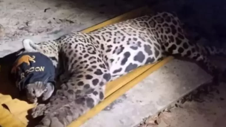 Onça-pintada que atacou caseiro em MS passa por reabilitação e não retornará à natureza