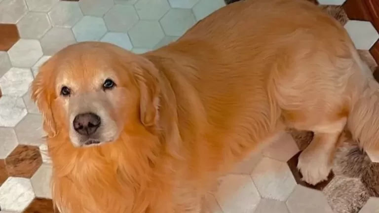 Lei Joca é aprovada sobre transporte de animais em aviões