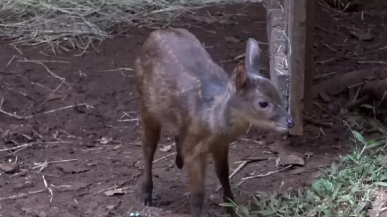 Zoológico de Cascavel tem 12 novos moradores