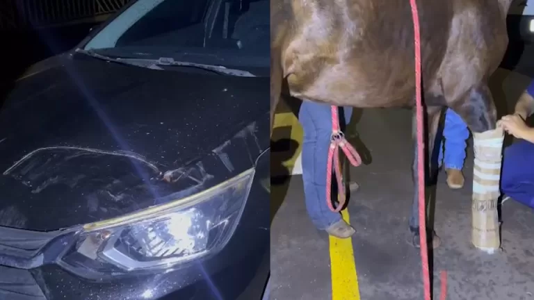 Carro atinge égua e adolescente cai em Toledo