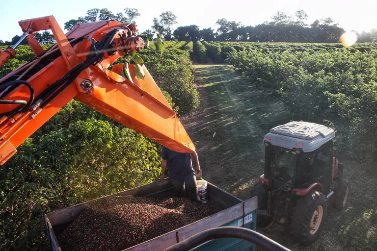 Café, feijão e milho: Deral traça panorama da safra de grãos no Paraná
