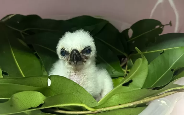 Nasce 57ª filhote de harpia no Refúgio da Itaipu