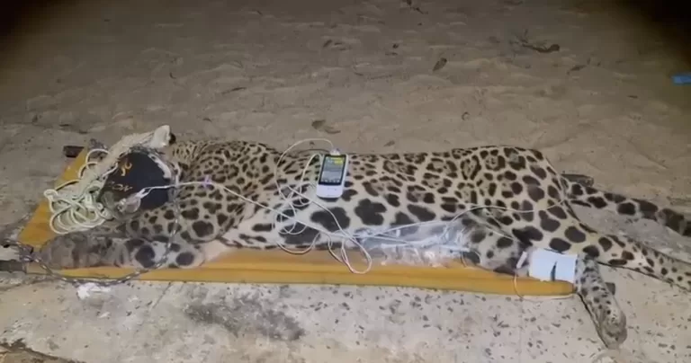 Onça que matou caseiro é capturada no Pantanal