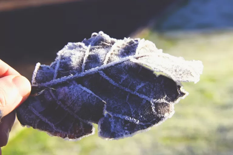 Frente fria intensa derruba temperaturas e Inmet emite alerta laranja para nove estados